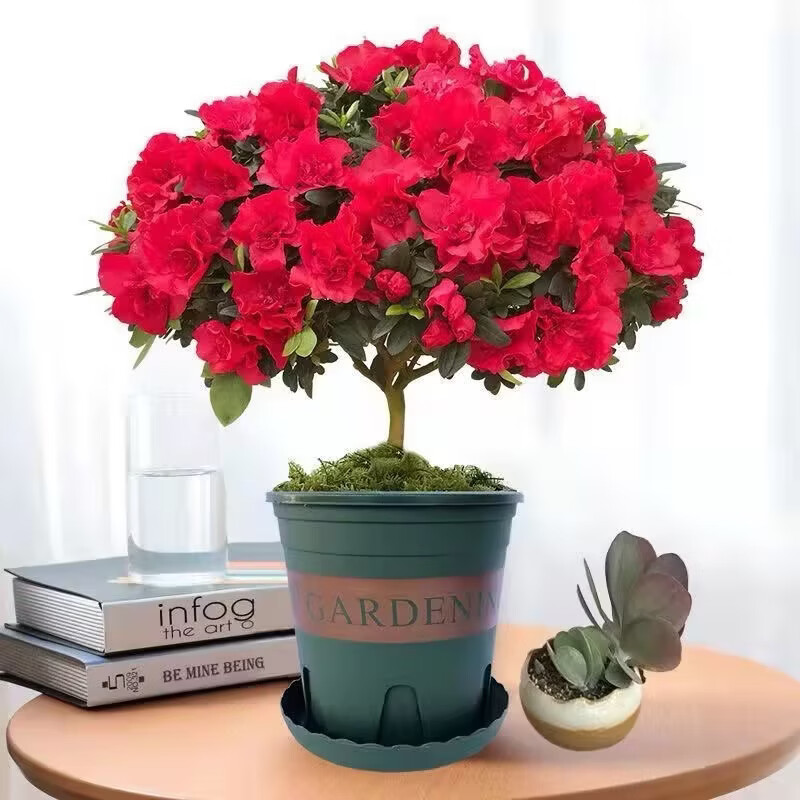 杜鹃花盆栽带花苞发老桩大棵四季开花植物室内外阳台好养易活花卉 一盆