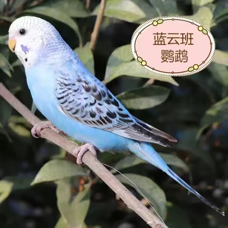 顺兴耀鹦鹉活鸟活物家养宠物小鸟云斑鹦鹉中小型会说话手养虎皮鹦鹉包活 蓝云斑一只【公母可选】【包说话 次日达】