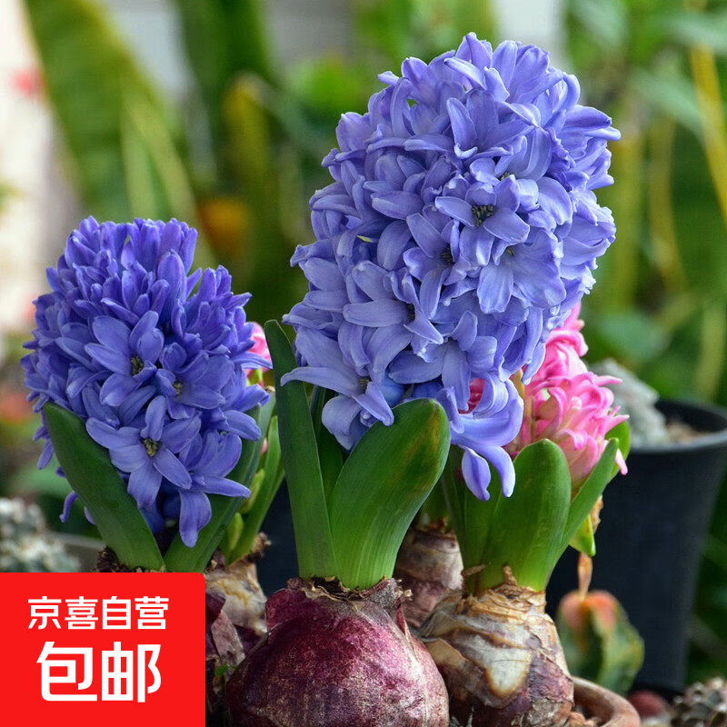 荷兰进口风信子种球3颗 冬季盆栽土培水培四季耐寒大球花卉绿植花 风信子 德芙兰(浅蓝) 一颗球 16-17CM