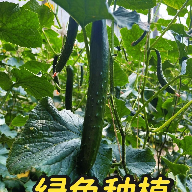 精选水果当季黄瓜农家应季现摘蔬菜新鲜水果黄瓜爽口绿心脆甜减脂 现摘精选品质 5斤 净重