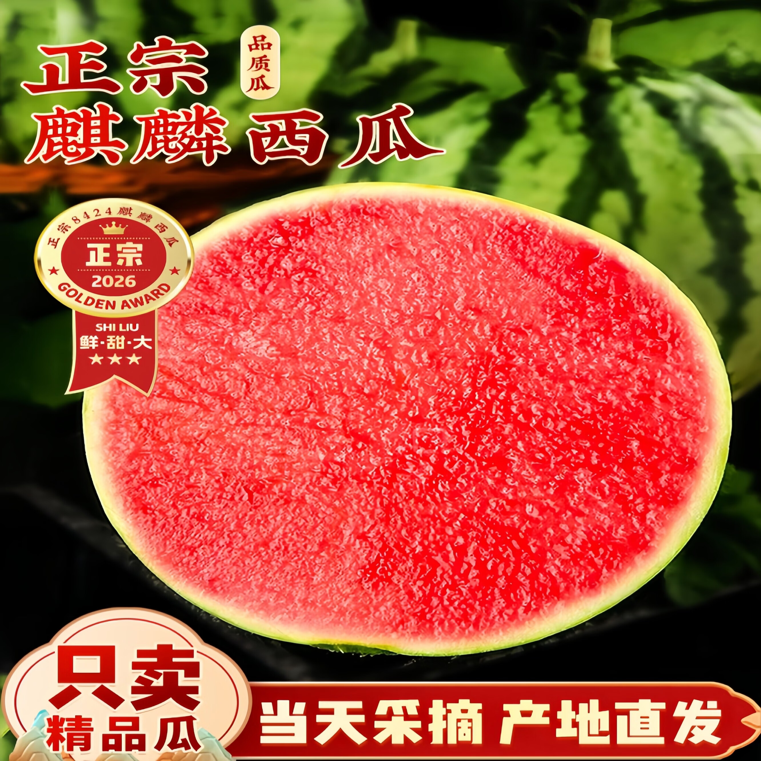 春福乐麒麟西瓜新鲜当季水果现摘皮大西瓜有籽无籽混发甜西瓜正宗包邮 净重5-6斤丨一级瓜S+双层防护