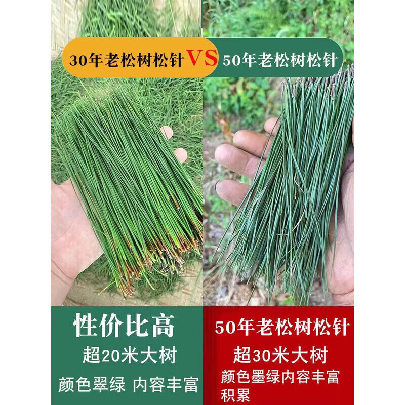 同仁堂(TRT)松针茶叶四川野生中药材松针的功效与作用新鲜马尾松针茶叶泡水喝 特级松针茶3罐 250g*3罐 三高克星