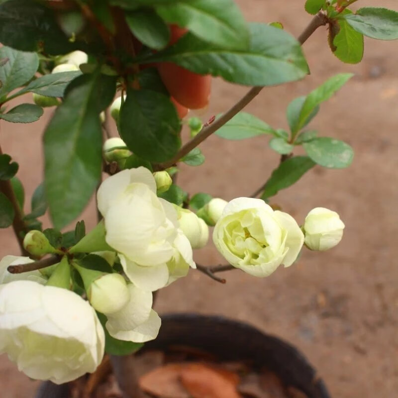 思取银长寿绿宝石海棠花盆栽绿海棠盆景老树桩耐寒室内外花卉绿 6年