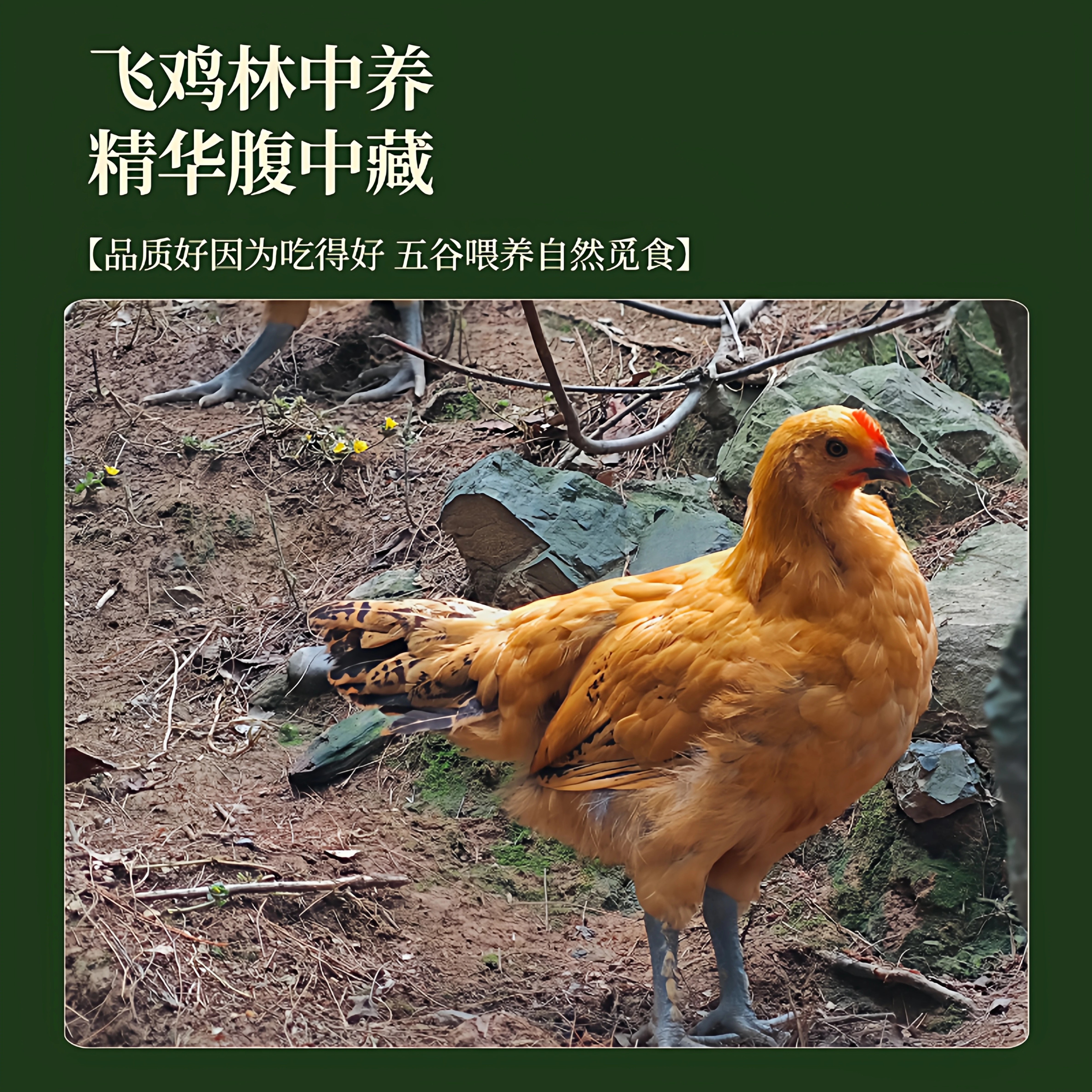 资丘飞鸡资丘高山山林散养走地鸡老母鸡鸡汤500天生长周期现杀现发新鲜 礼盒装罐装土鸡汤【开罐加热食用】