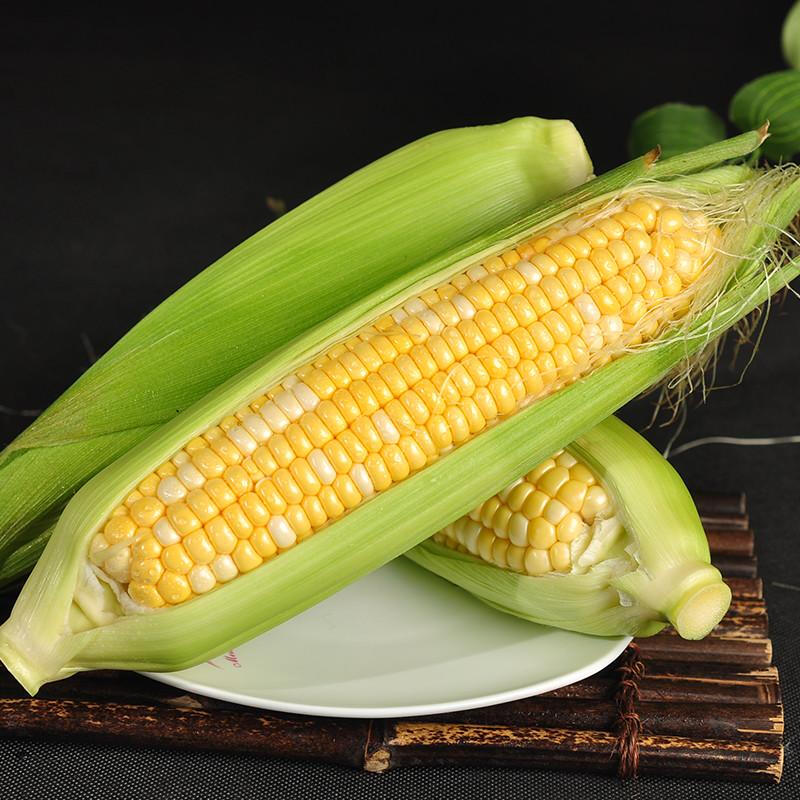 果食鲜丰云南水果玉米 金银水果甜玉米当季生鲜新鲜蔬菜现摘现发玉米代餐 净重4.5斤【手工甄选】