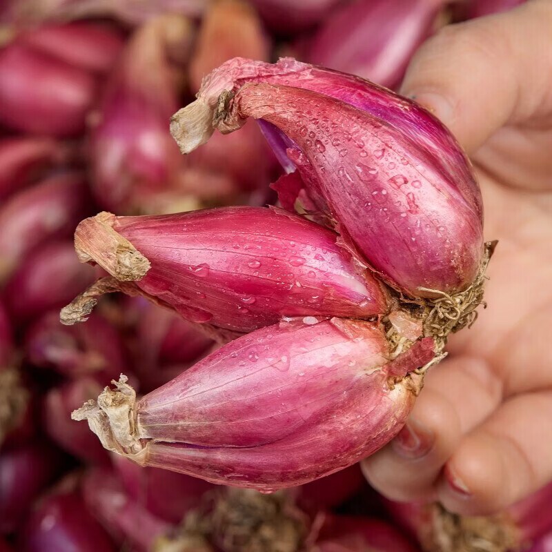 北森南屿四季小香葱种头四川葱种葱种子种籽小葱头红葱本地火葱头种批发 3斤