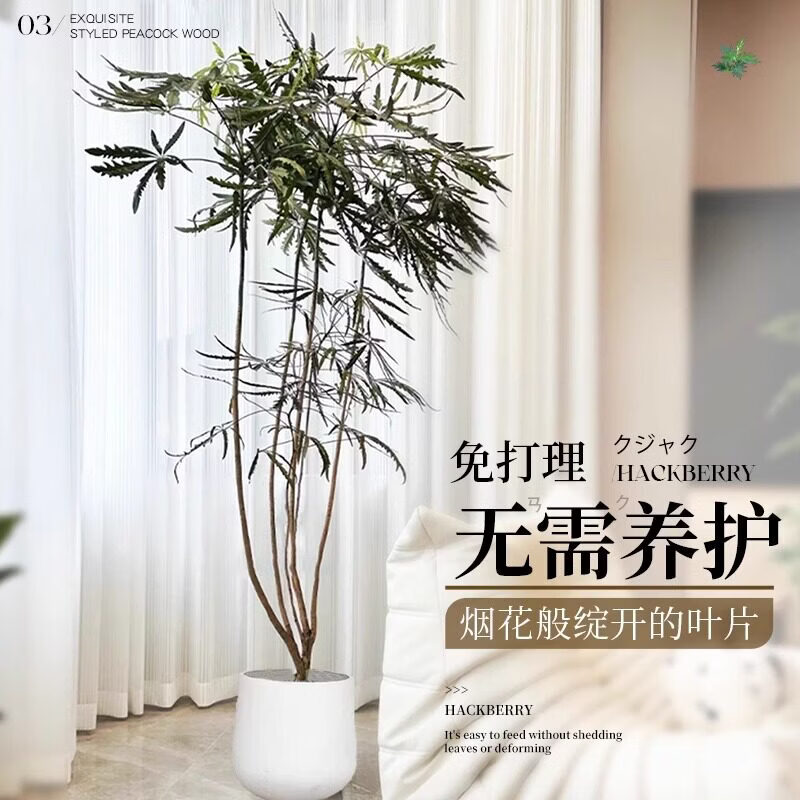 雅致孔雀木绿植室内大型盆栽客厅办公室网红观叶植物落地大号四季好养 精品飘枝孔雀木1.7-1.9米【白色仿直筒树脂盆】