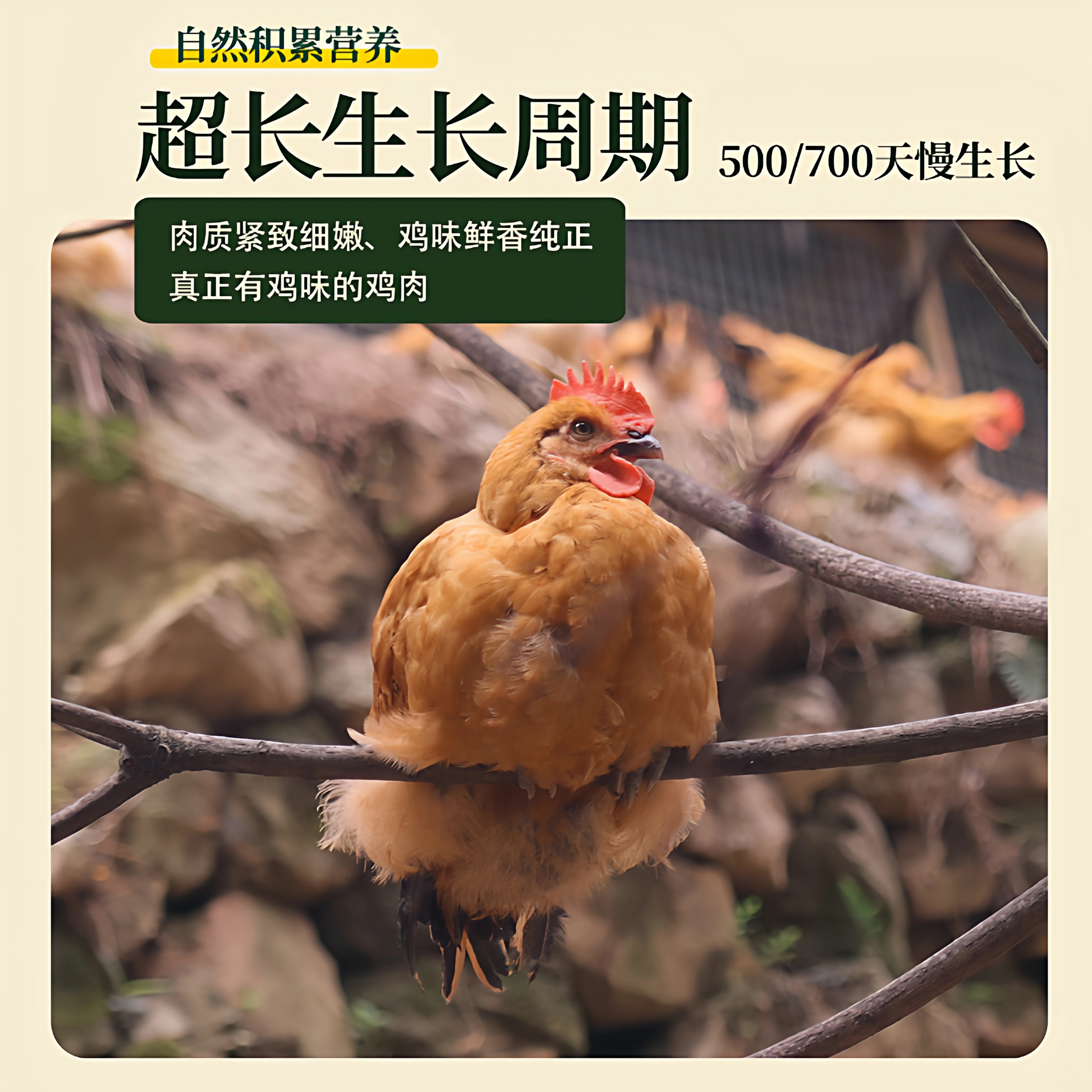 资丘飞鸡资丘高山山林散养走地鸡老母鸡鸡汤500天生长周期现杀现发新鲜 礼盒装罐装土鸡汤【开罐加热食用】