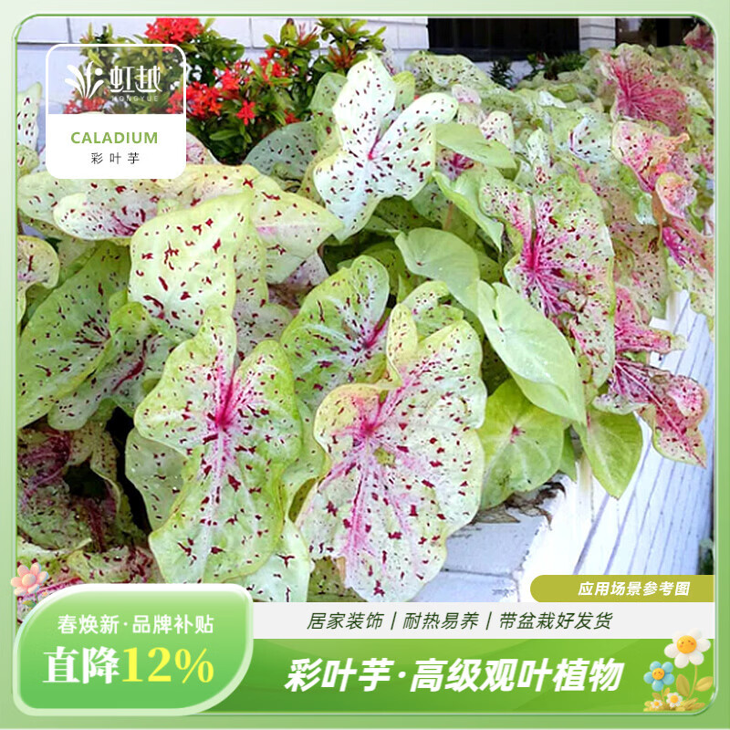 虹越（HONGYUE）高端绿植彩叶芋盆栽 多品可选室内阳台客厅装饰观叶植物 【DH彩叶芋】米菲小姐 1加仑盆栽