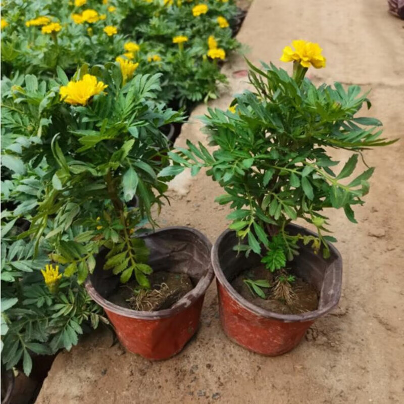 种花迷万寿菊花苗长春花苗孔雀草花苗耐寒耐热花庭院阳台盆栽绿化工程