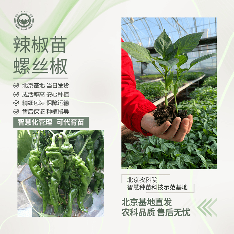 京农研（BARSI）京农研农科院辣椒苗二荆条小米辣螺丝椒朝天椒甜椒地栽蔬菜秧苗 螺丝椒苗 5棵