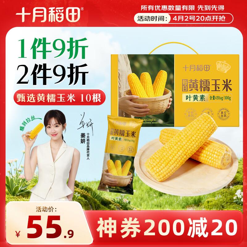 十月稻田 黄甜糯玉米 10根 4.4斤 东北甜黏玉米棒 杂粮礼盒 早餐苞米