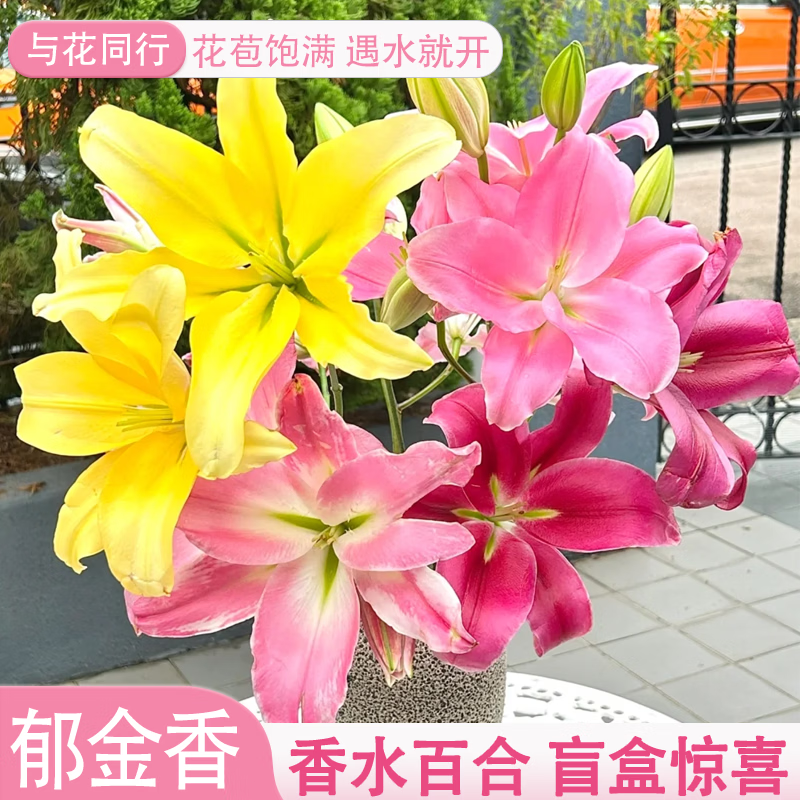 与花同行随机单瓣重瓣香水百合盲盒鲜花斗南鲜花基地直发家居室内水培鲜花 【8-10个花苞】随机色系香水百合 枝长45-55cm（下单联系客服领取养护）