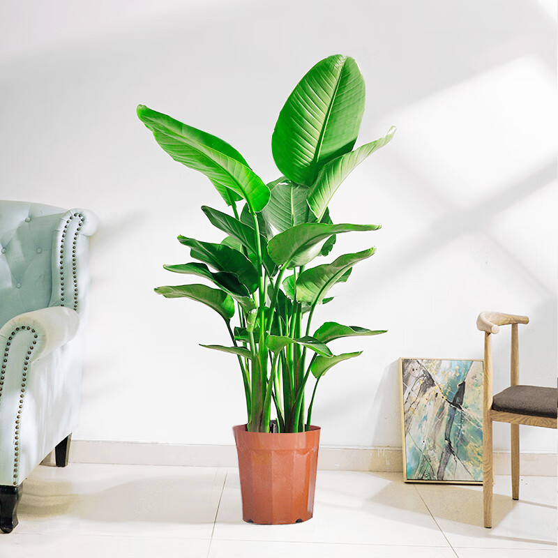 刘不丁天堂鸟盆栽室内大型网红北欧植物鹤望兰客厅办公室好养大盆栽