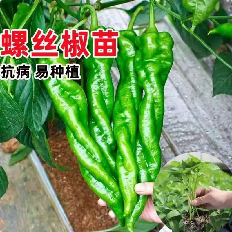 螺丝椒苗 香辣特大辣椒种籽螺丝椒薄皮蔬菜苗秧孑- 螺丝椒苗100颗【带土发货】 京东折扣/优惠券