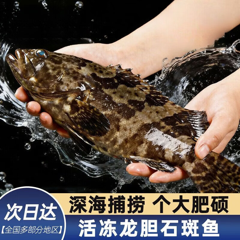 添渔港新鲜石斑鱼老虎斑珍珠斑活鱼冷冻大号整鱼深海海捕海鲜龙胆石斑鱼 【1条装】500-600g 京东折扣/优惠券