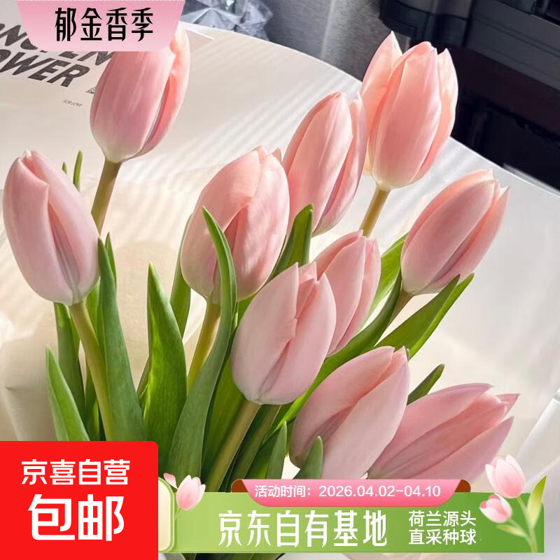 郁金香鲜花随机色云南源头直发 【樱花粉】郁金香鲜花10枝