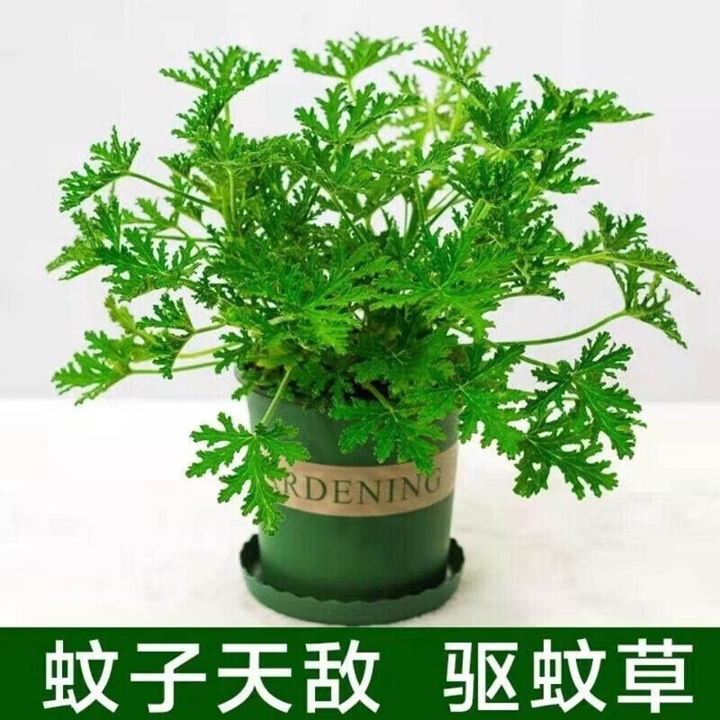 ���ò��̲Բ����ÿ����� ��Ҷ ��Ȼ���ó�ֲ�� 0.89Ԫ ����