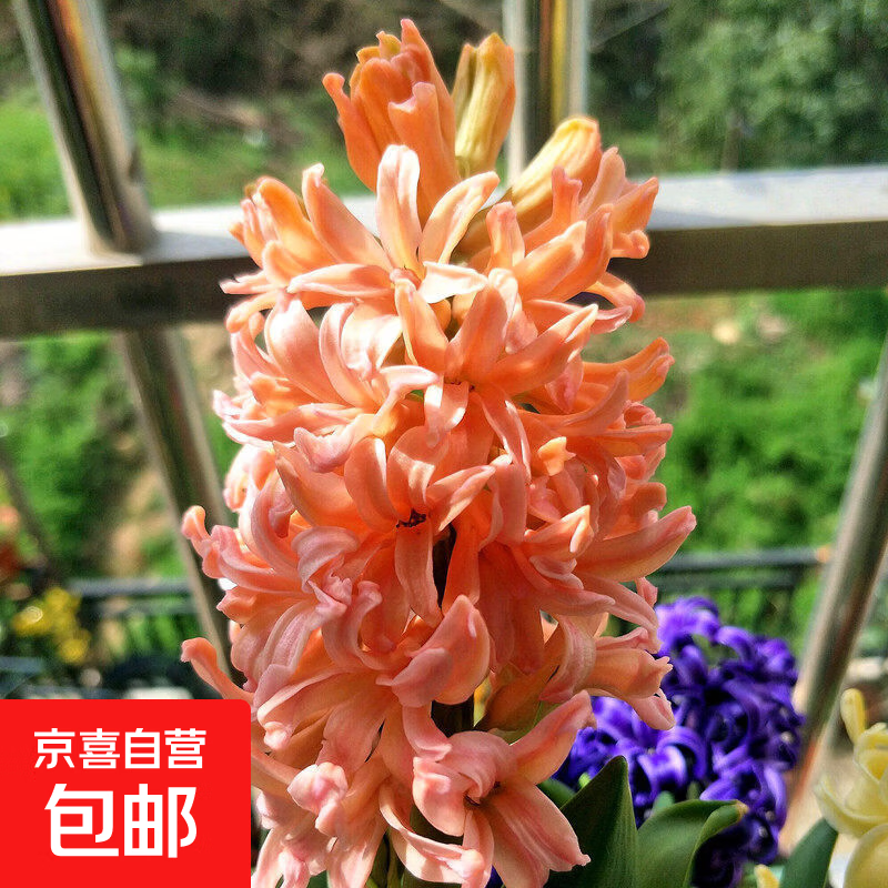 荷兰进口风信子种球3颗 冬季盆栽土培水培四季耐寒大球花卉绿植花 风信子 橙色 一颗球 16-17CM