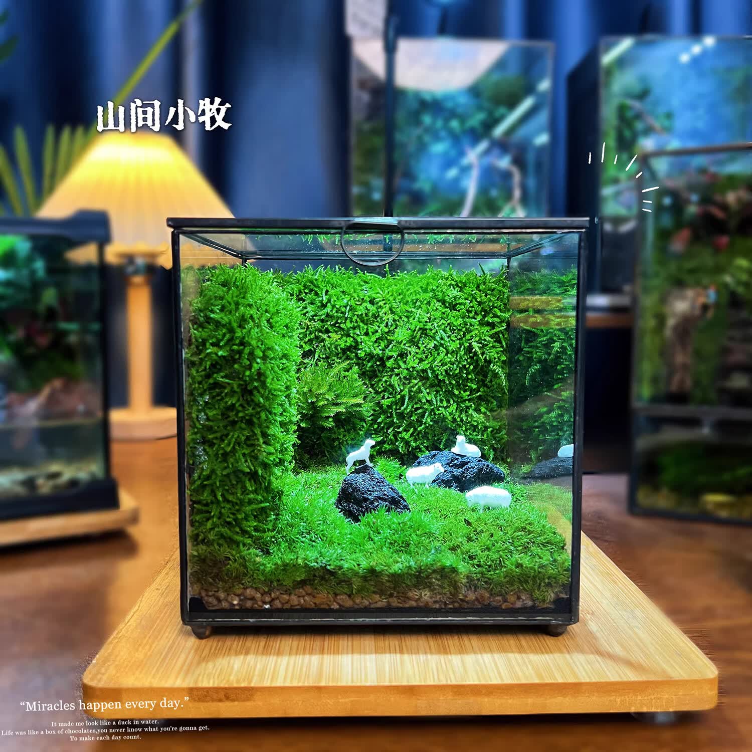 封茗网红趣味桌面绿植摆件苔藓微景观生态缸懒人养护生态闷养盒创意 【山间】