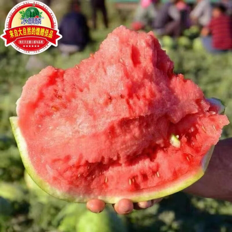 香当阳光【冰糖正宗麒麟】云南西瓜脆甜瓜现摘薄皮美都新鲜水果泡沫箱发货 【实惠超值】4-5斤【一个瓜】