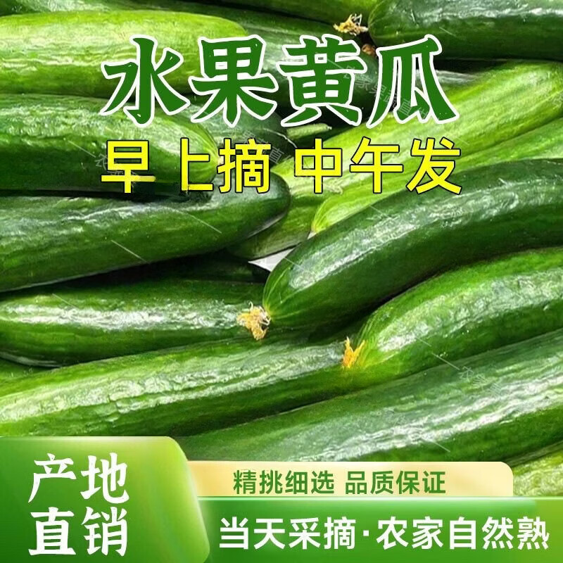农家种植绿黄瓜爽口脆甜苏北新鲜当季现摘生吃水果小黄瓜减脂简餐 当日采摘 5斤 净重