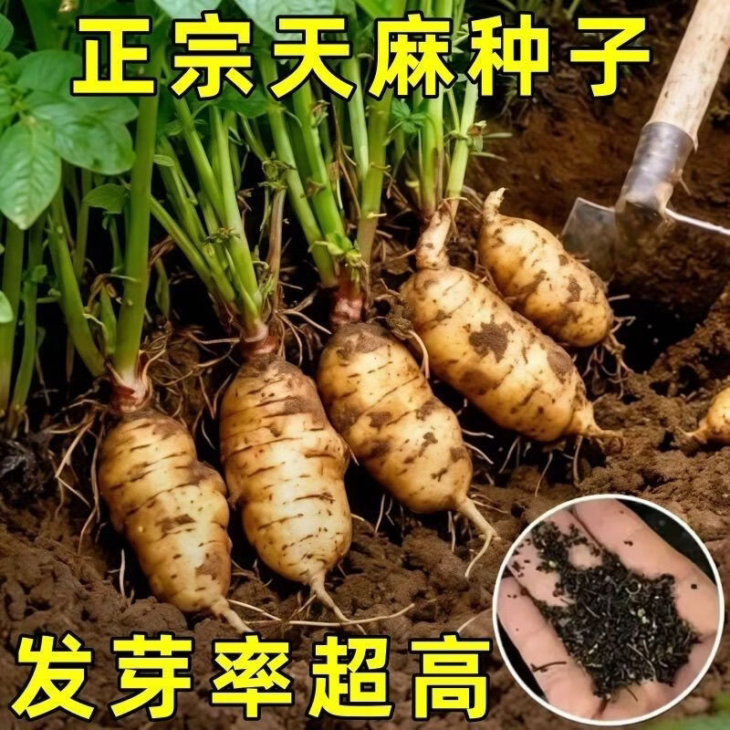 同款天麻种子正品正宗云南昭通野l生天麻新鲜现挖蔬菜种子 云南天麻种苗【种苗饱满【无莓芽率高】 1包*1包 2026当年新种：耐热寒【7棵】高产易种