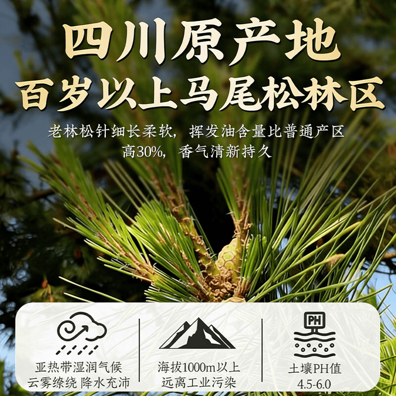 同仁堂(TRT)松针茶叶四川野生中药材松针的功效与作用新鲜马尾松针茶叶泡水喝 特级松针茶3罐 250g*3罐 三高克星
