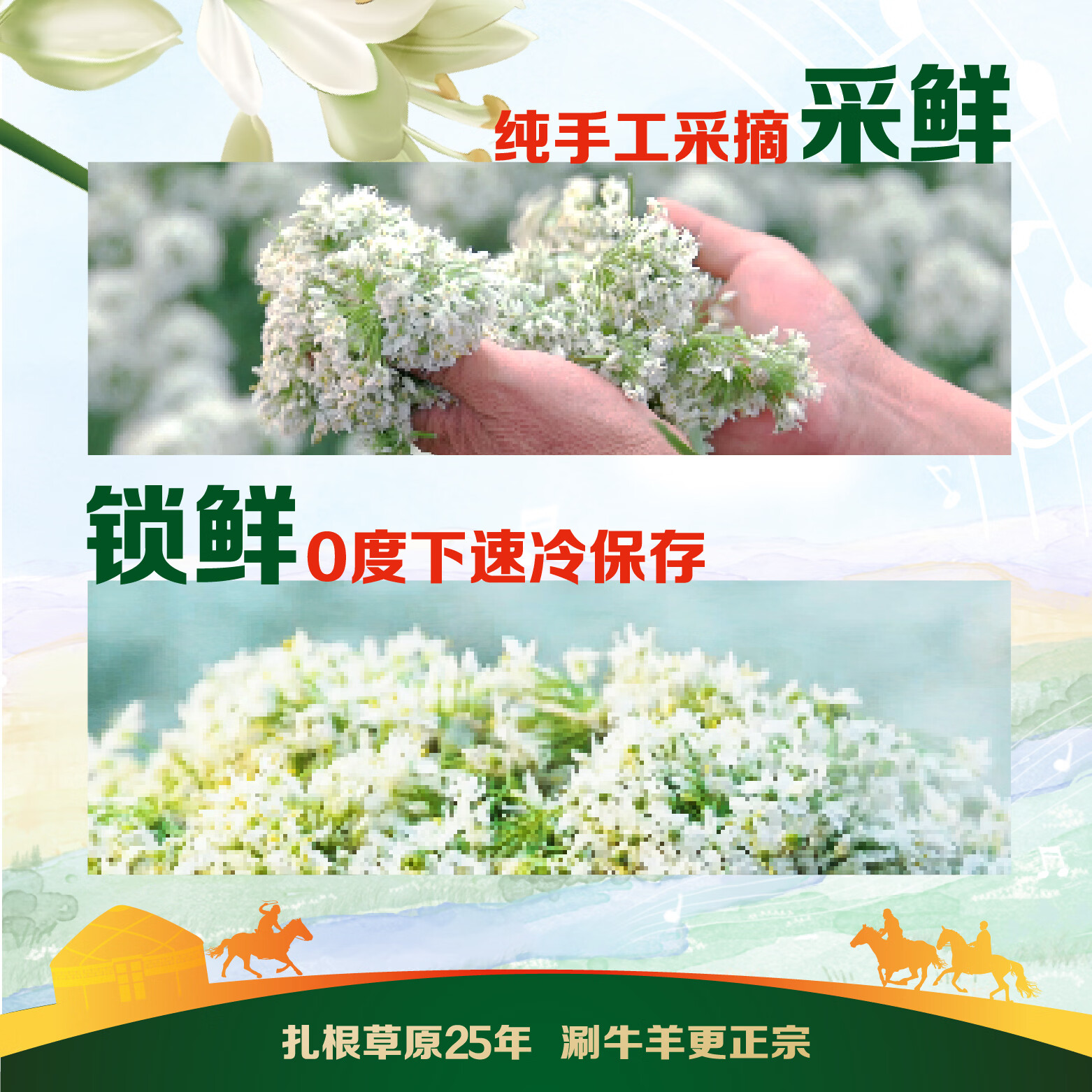 草原红太阳大朵韭花酱200g野生草原特产下饭酱牛羊肉火锅蘸料调料大粒韭花酱 【囤货装】大朵韭花酱200g*5瓶