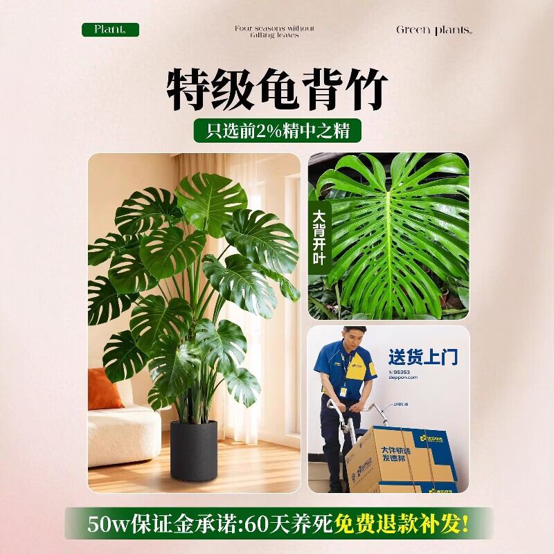 雅致龟背竹客厅大盆栽大叶开背老桩高级感绿植物办公室内好养落地盆景 精品S级龟背竹100-120cm【白色菱形盆】
