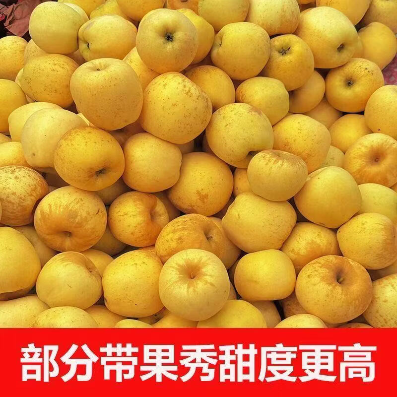 华北强（HUABEIQIANG）正宗奶油富士苹果水果维纳斯苹果新鲜脆甜多汁黄金水果苹果整箱 净重4.5斤单果75-80mm