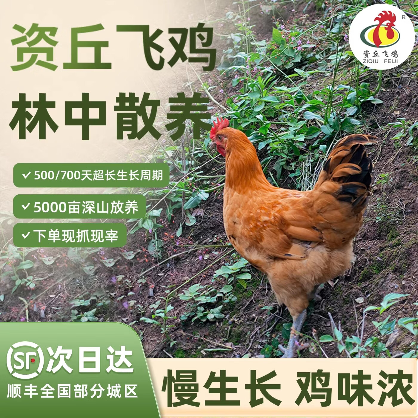 资丘飞鸡生态散养飞鸡资丘飞鸡700天现杀走地鸡孕妇炖汤土鸡老母鸡家养 资丘飞鸡蛋24枚礼盒装限量售卖