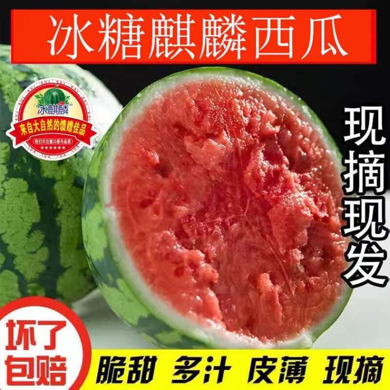 香当阳光【冰糖正宗麒麟】云南西瓜脆甜瓜现摘薄皮美都新鲜水果泡沫箱发货 【实惠超值】4-5斤【一个瓜】