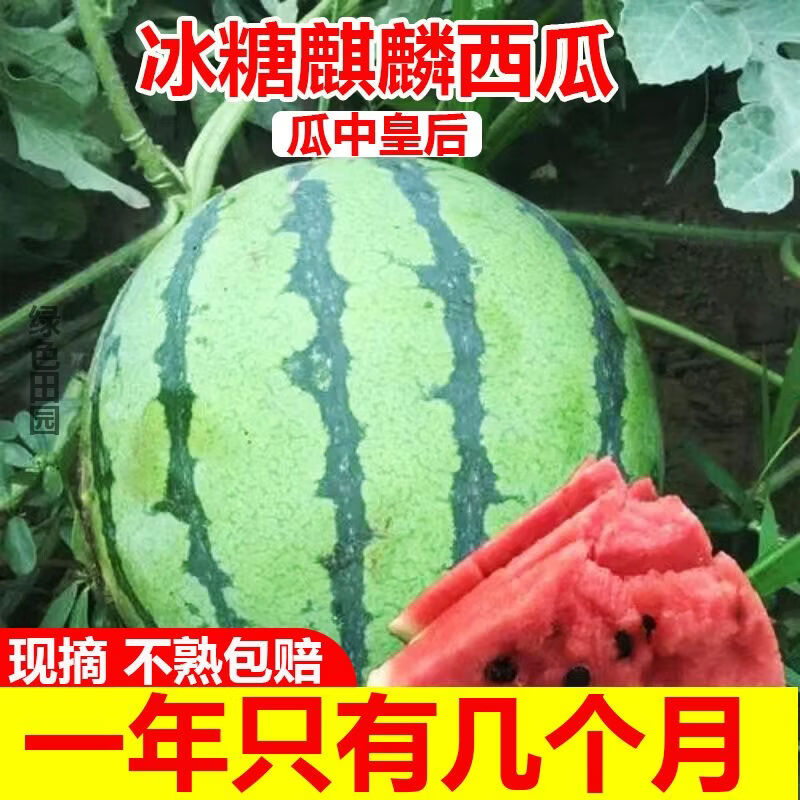 香当阳光【冰糖正宗麒麟】云南西瓜脆甜瓜现摘薄皮美都新鲜水果泡沫箱发货 【实惠超值】4-5斤【一个瓜】