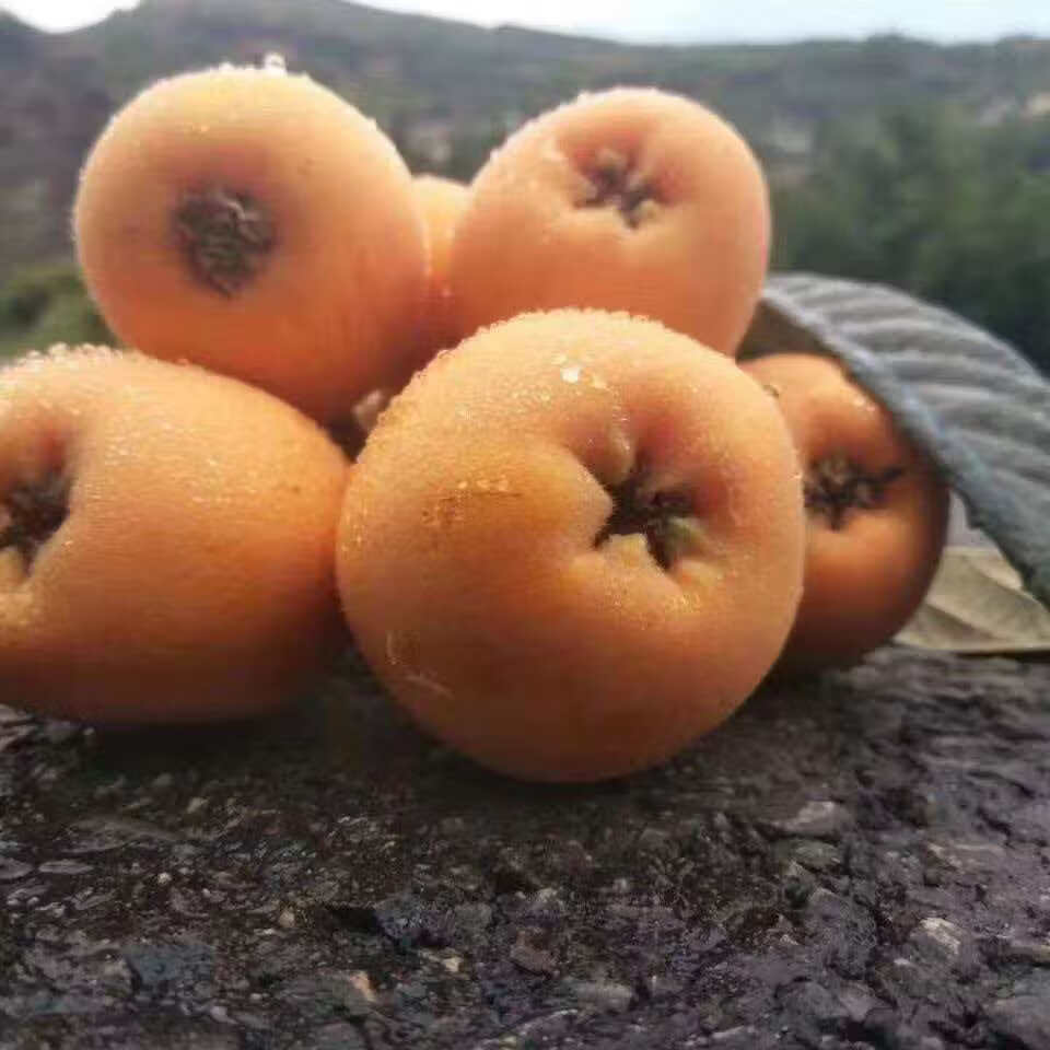 贵州高山枇杷新鲜应季水果枇杷新摘自然熟枇杷整箱直发坏果包赔 贵州高山枇杷 1斤净重小果20-30g（试吃装）