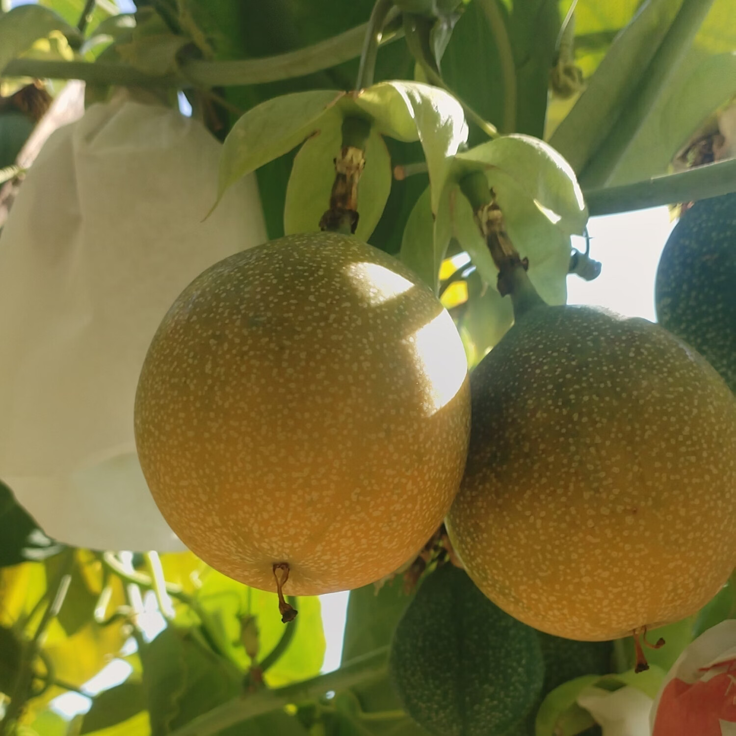 西双版纳热情果新鲜采摘水果纯甜无酸 5斤精品果 70-120克以上