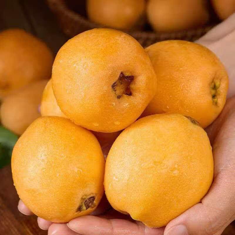 贵州高山枇杷新鲜应季水果枇杷新摘自然熟枇杷整箱直发坏果包赔 贵州高山枇杷 1斤净重小果20-30g（试吃装）