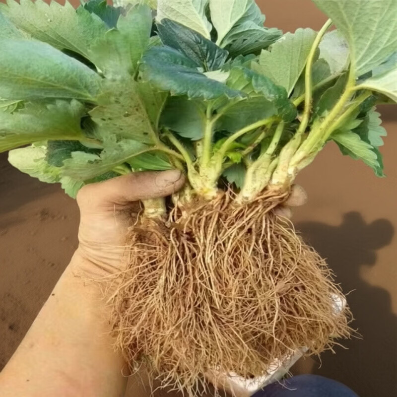 清洁Yyn 四季奶油大草莓(高产苗) 5颗装