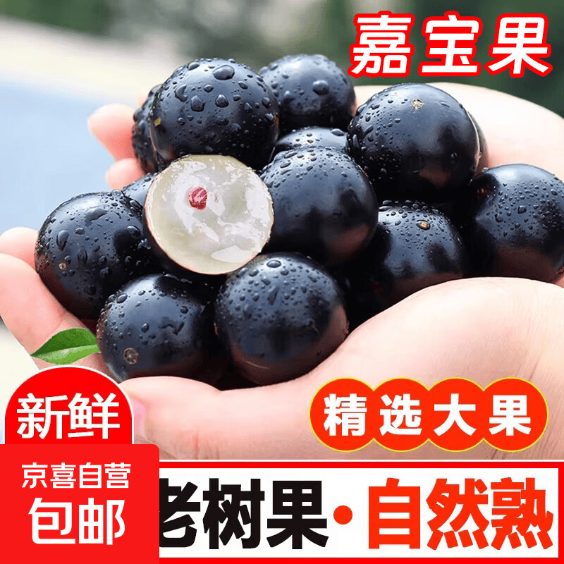 福建嘉宝果新鲜当季现摘现发树葡萄老树沙巴果 孕妇罕见水果包邮 精选大果（单果6g+）丨蜜意凝甜 3斤精品果【泡沫箱+颗粒板+气泡垫+冰袋】净重3斤装