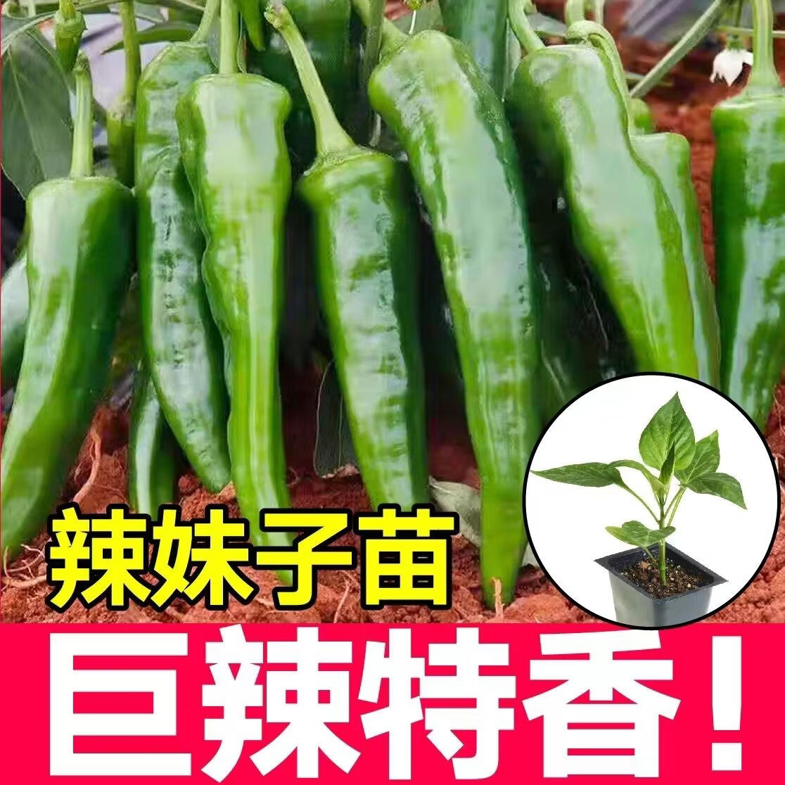 特辣辣椒苗 超辣辣妹辣椒苗100颗（带土发货）