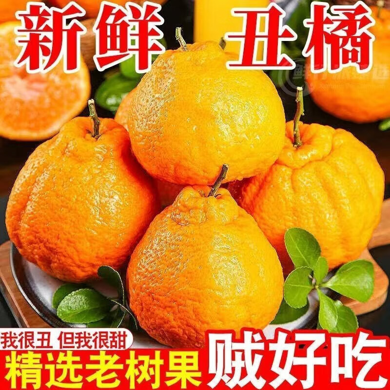 春公子四川丑橘不知火当季新鲜现摘应季水果桔子丑八怪 带箱3斤 大果【果径75-80mm】新鲜超甜