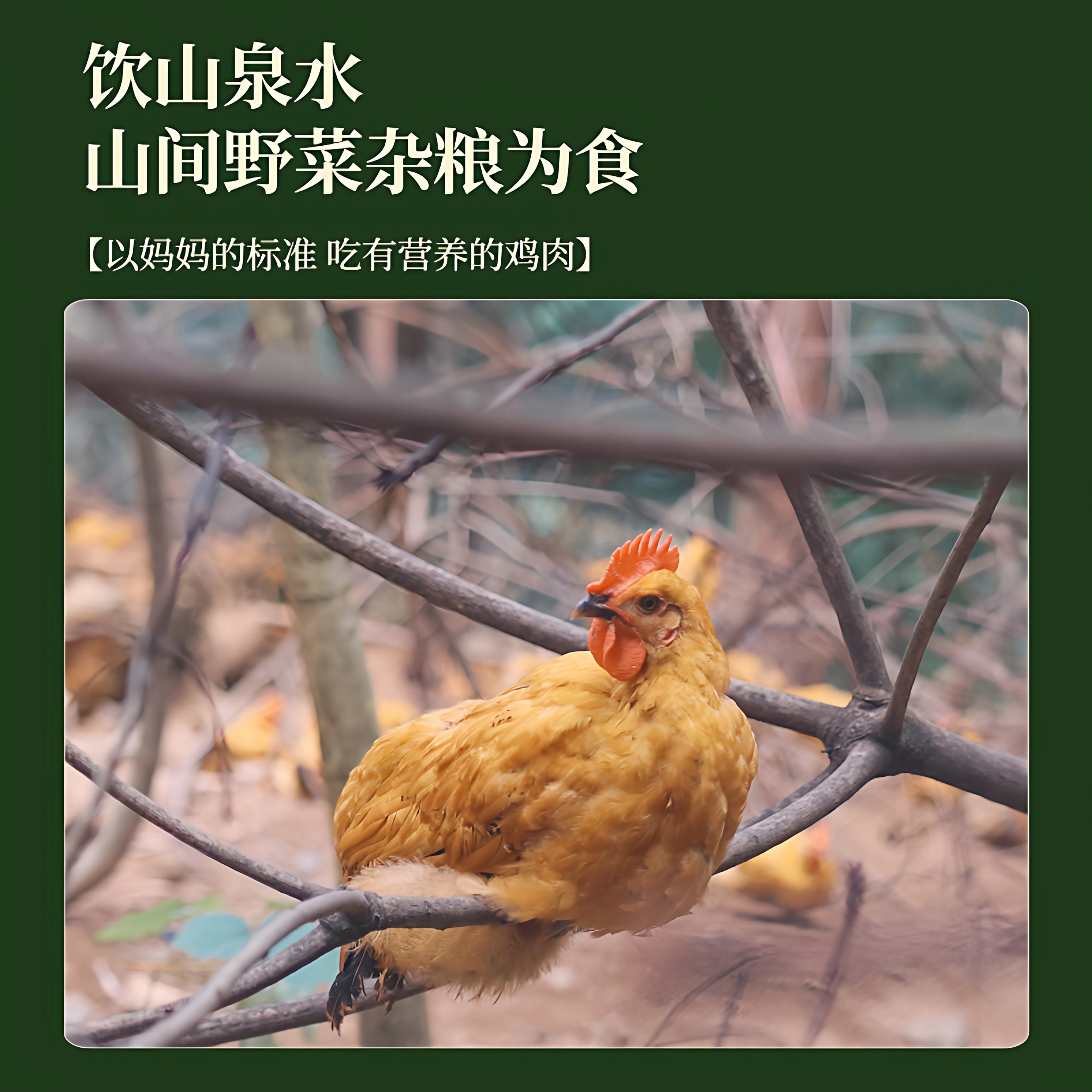 资丘飞鸡生态散养飞鸡资丘飞鸡700天现杀走地鸡孕妇炖汤土鸡老母鸡家养 资丘飞鸡蛋24枚礼盒装限量售卖