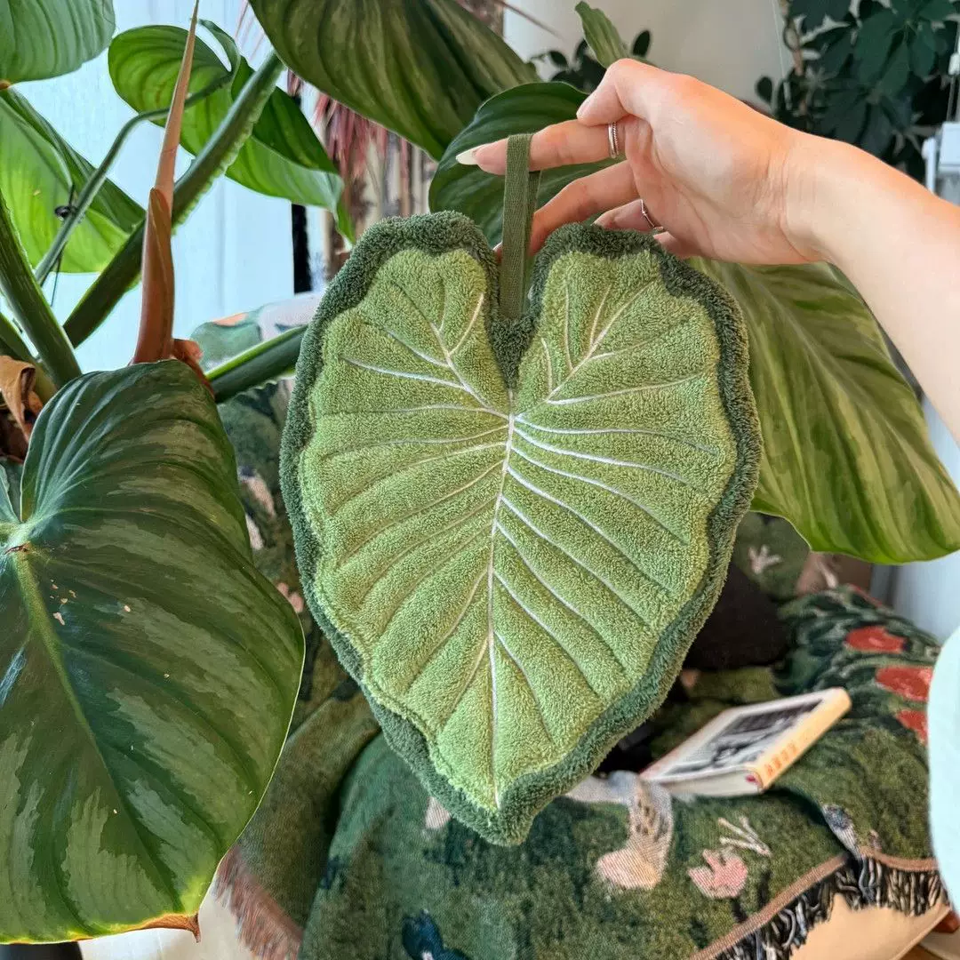 ��īī�����ʽ�ɰ�Ҷ�Ӳ��ֽ��Ӻ���ˮ����ֵ�������������������ë�� ������ˮ���ֽ�������Ҷ �޹�� 7.9Ԫ