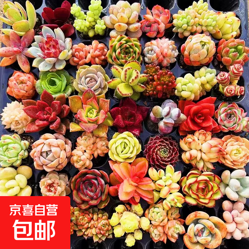 多肉植物组合办公室阳台绿植套装新手花卉盆栽桃蛋玉露套餐 随机精选2颗品种（不含盆土）
