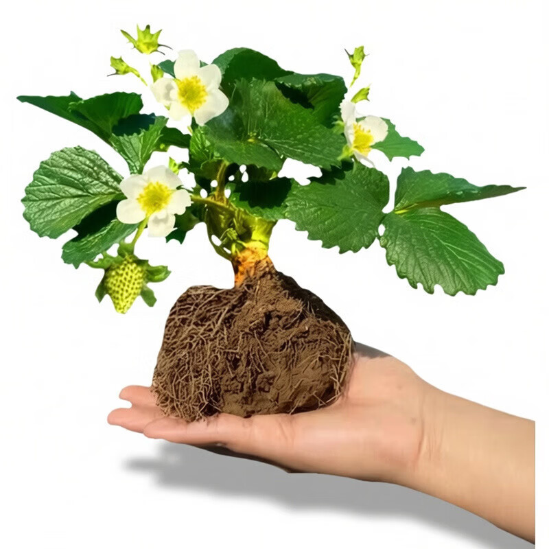 清洁Yyn 四季奶油大草莓(高产苗) 5颗装