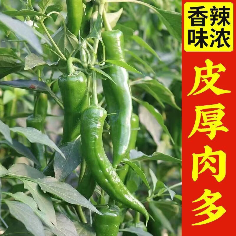 特辣辣椒苗 超辣辣妹辣椒苗100颗（带土发货）