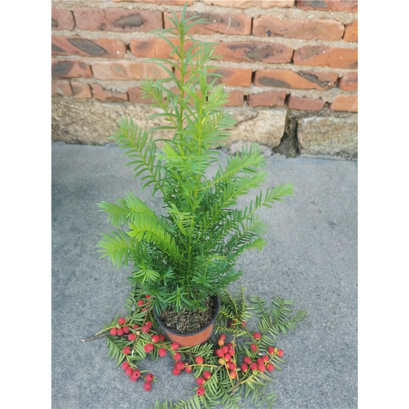 唐花芬阁正宗耐寒红豆杉盆栽公母同盆树苗四季常青吸甲醛进化空气绿植