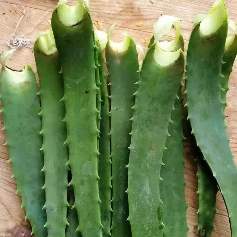 木立芦荟龙爪菊盆栽可药用 鲜新叶片苗老桩室内绿植多肉植物花卉 10年 药用老叶片 8片左右/斤