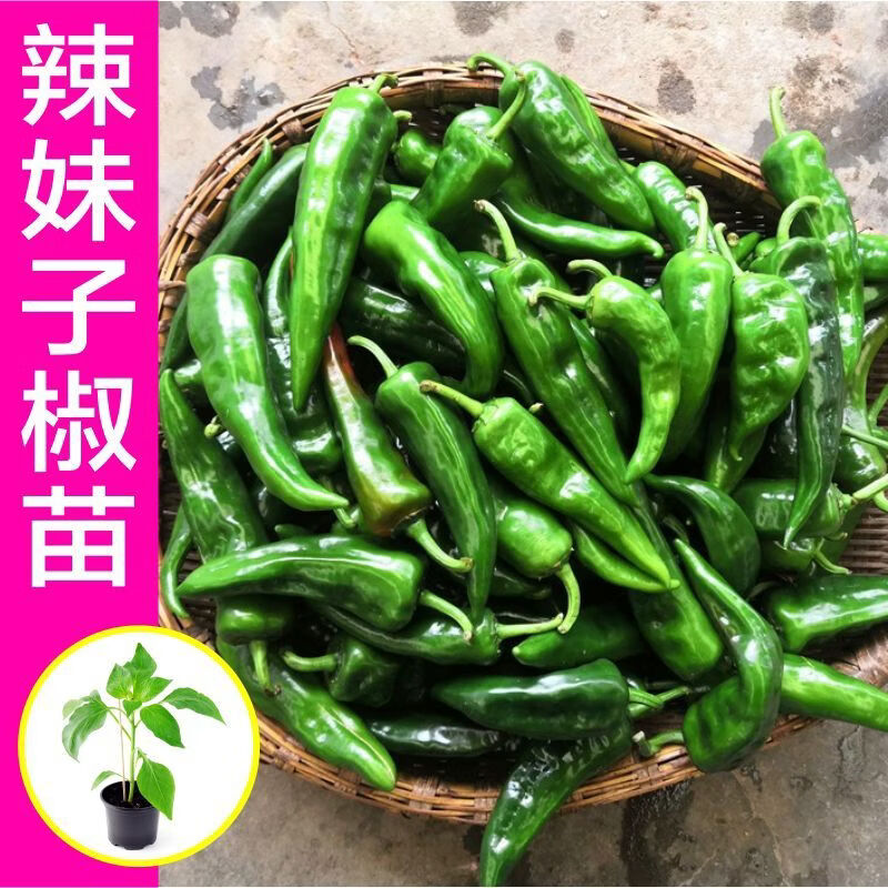 特辣辣椒苗 超辣辣妹辣椒苗100颗（带土发货）