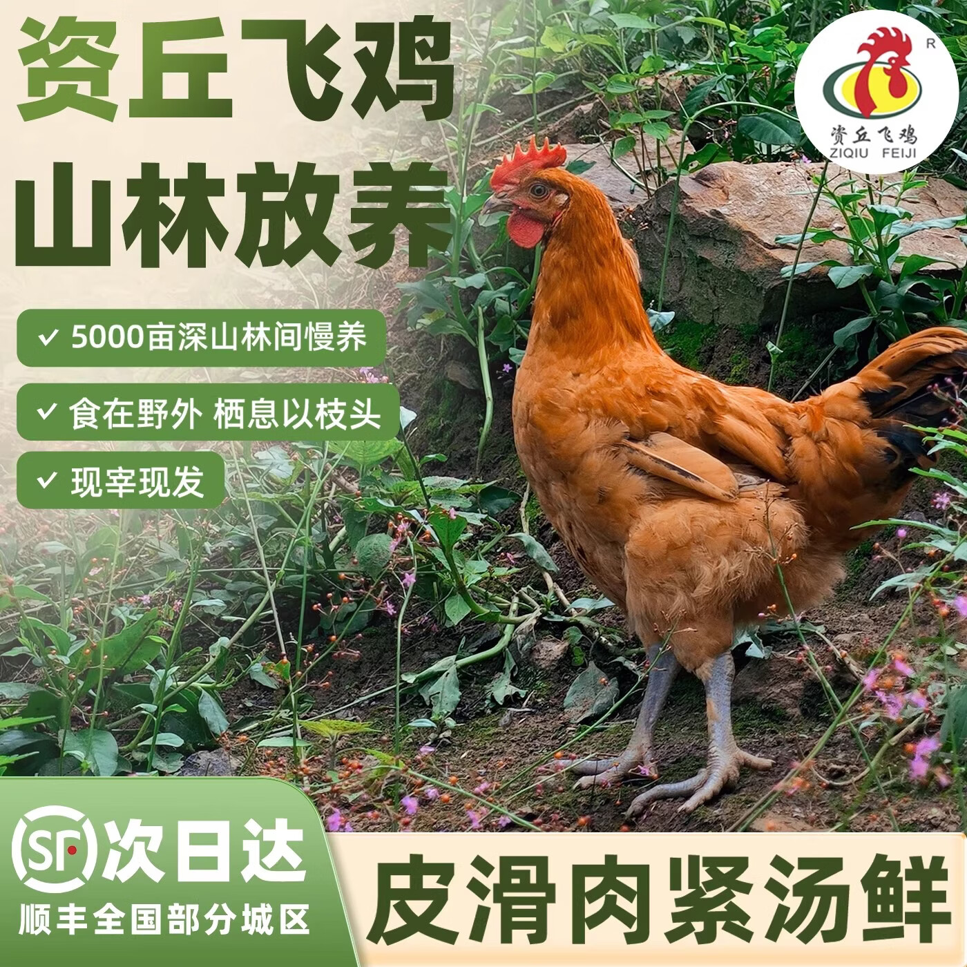 资丘飞鸡资丘高山山林散养走地鸡老母鸡鸡汤500天生长周期现杀现发新鲜 礼盒装罐装土鸡汤【开罐加热食用】